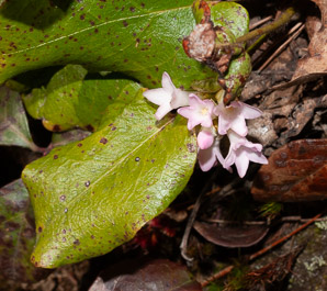 Epigaea repens (trailing arbutus)