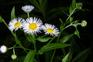 Erigeron annuus (daisy fleabane, rough fleabane, eastern daisy fleabane)