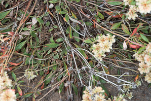 Eriogonum jamesii (antelope sage, James’ buckwheat, parsnipflower buckwheat, whorled buckwheat, Wyeth buckwheat)