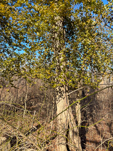 Euonymus fortunei (common wintercreeper, climbing euonymous, Fortune’s spindle, wintercreeper, climbing euonymus, winter creeper)