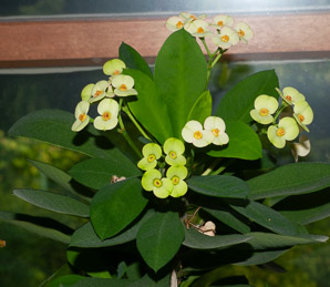 Euphorbia milii (crown of thorns, poinsettia, christplant)