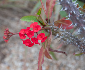 Euphorbia milii (crown of thorns, poinsettia, christplant)