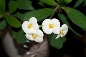 Euphorbia milii