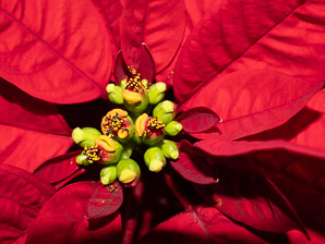 Euphorbia pulcherrima (poinsettia)