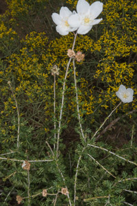 Fallugia paradoxa (apache plume)