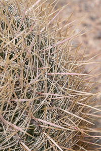 Ferocactus cylindraceus (compass barrel, fishhook cactus, barrel cactus, California barrel cactus, biznaga, cliff barrel cactus, compass cactus, desert barrel cactus, golden-spined barrel cactus, le conte barrel cactus, spiny barrel cactus)