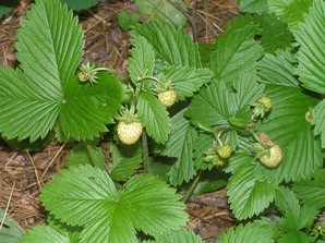 Fragaria vesca (alpine strawberry, white strawberry, woodland strawberry)