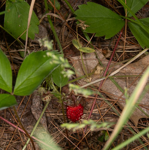 Fragaria virginiana (common strawberry, Virginia strawberry, wild strawberry, strawberry)