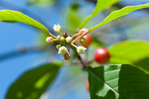 Frangula alnus (European buckthorn, alder buckthorn, glossy buckthorn)