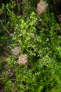 Galium triflorum (fragrant bedstraw, sweet-scented bedstraw)