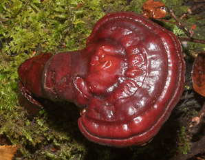 Ganoderma tsugae (reishi, Ling-Chi)