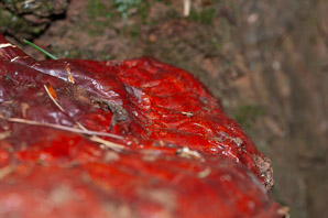 Ganoderma tsugae (reishi, Ling-Chi)