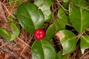 Gaultheria procumbens (creeping wintergreen, wintergreen, Eastern teaberry, checkerberry, boxberry, American wintergreen)