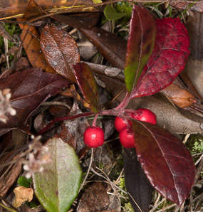 Gaultheria procumbens (creeping wintergreen, wintergreen, Eastern teaberry, checkerberry, boxberry, American wintergreen)