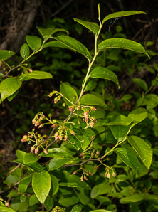 Gaylussacia baccata (black huckleberry, common huckleberry)