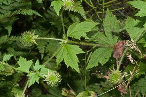 Geum laciniatum (rough avens)