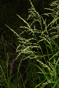 Glyceria striata (fowl manna grass, fowl mannagrass)