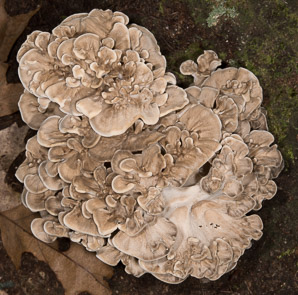 Grifola frondosa (hen of the woods)