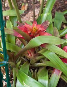 Guzmania lingulata (scarlet star, droophead tufted airplant)