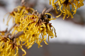Hamamelis × (witchazel, witch hazel)