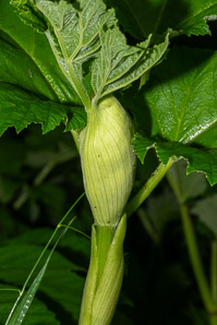 Heracleum maximum (cow parsnip, Indian celery, pushki, common cowparsnip)