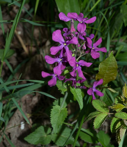 Hesperis matronalis (dame’s rocket, dame’s violet, mother of the evening, dames rocket)