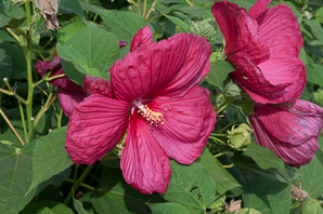 Hibiscus ‘Lord (hibiscus)