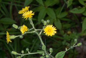 Hieracium scabrum (rough hawkweed, sticky hawkweed)