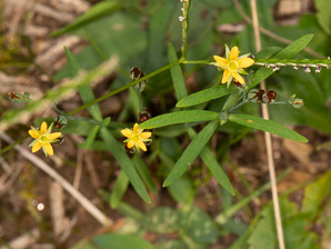 Hypericum mutilum (dwarf St. John’s-wort, dwarf St. Johnswort)