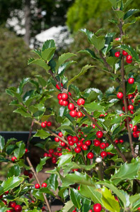 Ilex L. (holly)