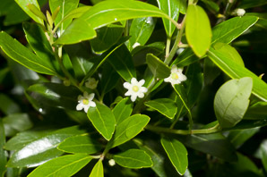 Ilex glabra (inkberry, gallberry, bitter gallberry, evergreen winterberry, inkberry holly, Appalachian tea)