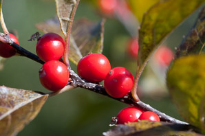 Ilex verticillata (winterberry, common winterberry)