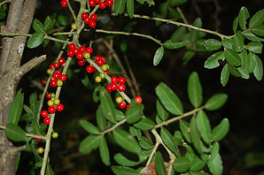 Ilex vomitoria (yaupon)