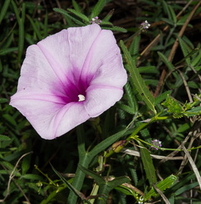 Ipomoea pes-caprae (railroad vine, bayhops, beach morning glory, goat’s foot)