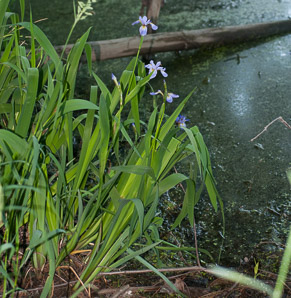 Iris versicolor (blue flag, harlequin blueflag, large blue flag, northern blue iris)