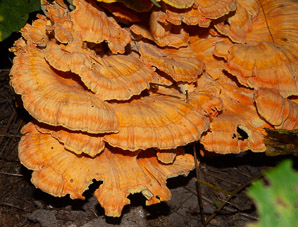 Laetiporus sulphureus (sulphur shelf, chicken of the woods, chicken mushroom, chicken fungus)