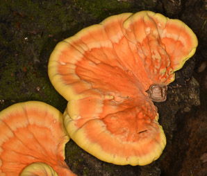 Laetiporus sulphureus (sulphur shelf, chicken of the woods, chicken mushroom, chicken fungus)