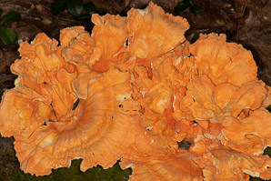 Laetiporus sulphureus (sulphur shelf, chicken of the woods, chicken mushroom, chicken fungus)