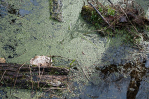 Lemna minor (common duckweed)