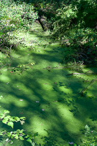 Lemna minor (common duckweed)