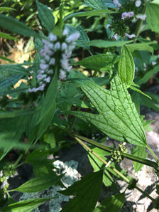 Leonurus cardiaca (motherwort, lion’s tail, heartwort, common motherwort)