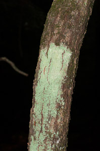 Lepraria lobificans (fluffy dust lichen, dust lichen)