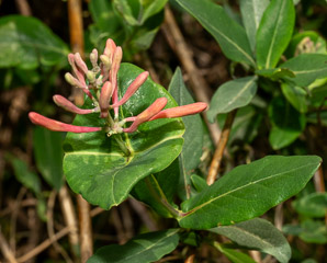 Lonicera sempervirens (trumpet honeysuckle, coral honeysuckle, woodbine)