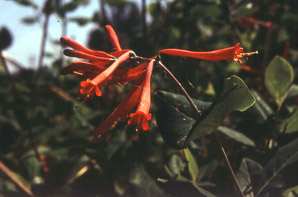 Lonicera sempervirens (trumpet honeysuckle, coral honeysuckle, woodbine)