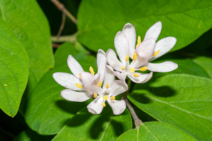 Lonicera L. (honeysuckle)