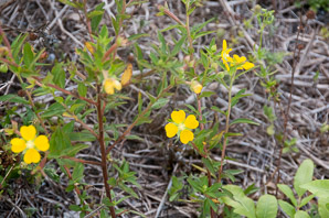 Ludwigia octovalvis (Mexican primrosewillow, primrose willow, primrose-willow, Mexican primrose-willow)