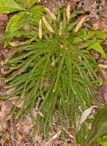 Lycopodium annotinum (bristly clubmoss, interrupted clubmoss, stiff clubmoss)