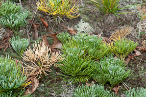 Lycopodium tristachyum (deeproot clubmoss)