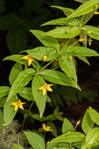 Lysimachia quadrifolia (whorled loosestrife, yellow whorled loosestrife, whorled yellow loosestrife)
