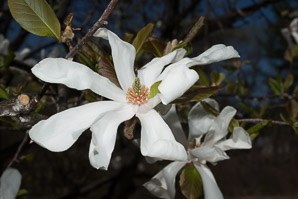 Magnolia stellata (star magnolia)